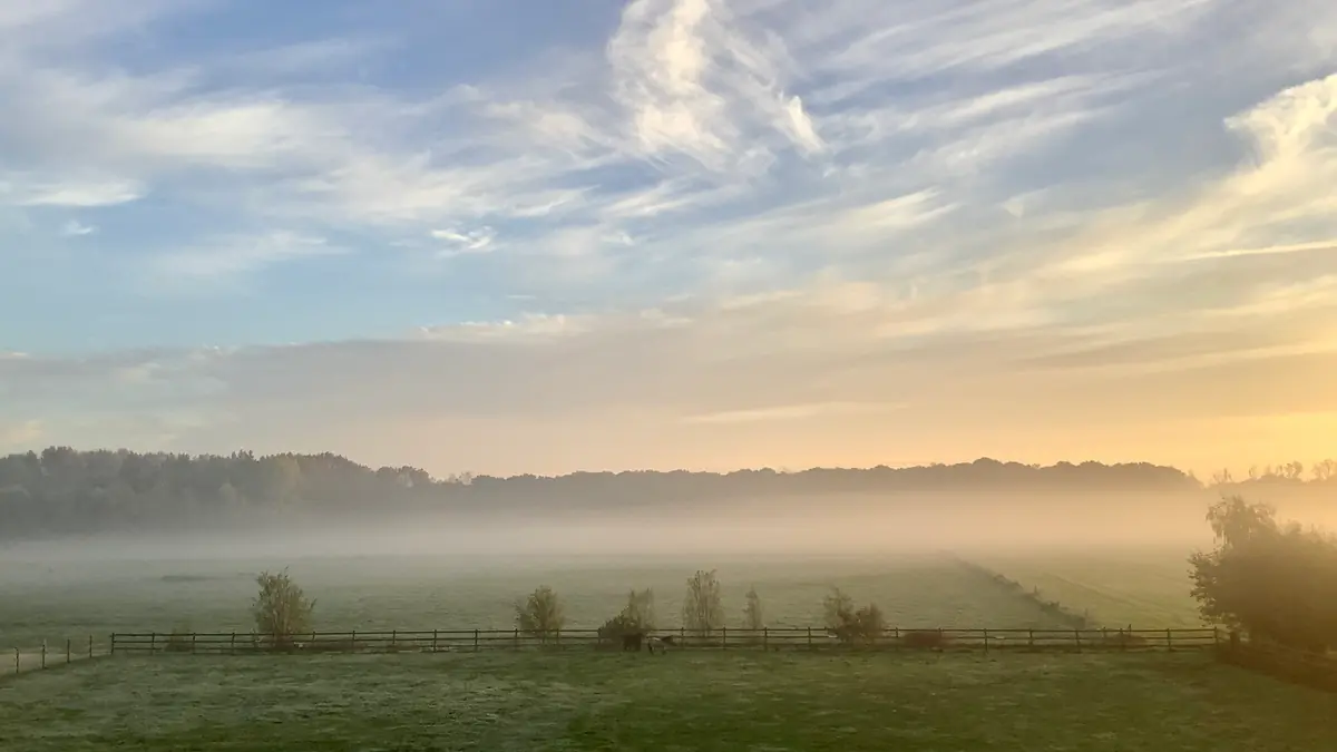 Mistig laaggelegen grasland in provincie Antwerpen