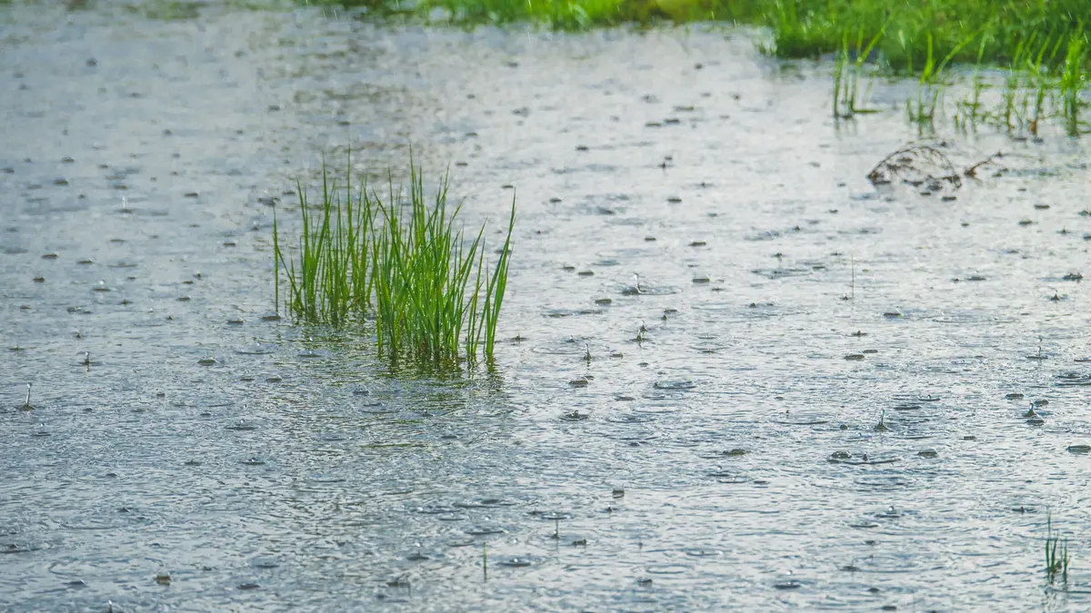 Drassig gazon met stilstaand regenwater