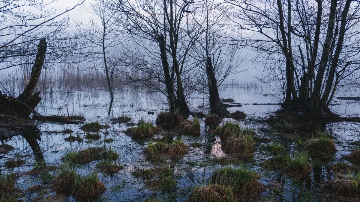 Natte bodem door een hoge grondwaterstand