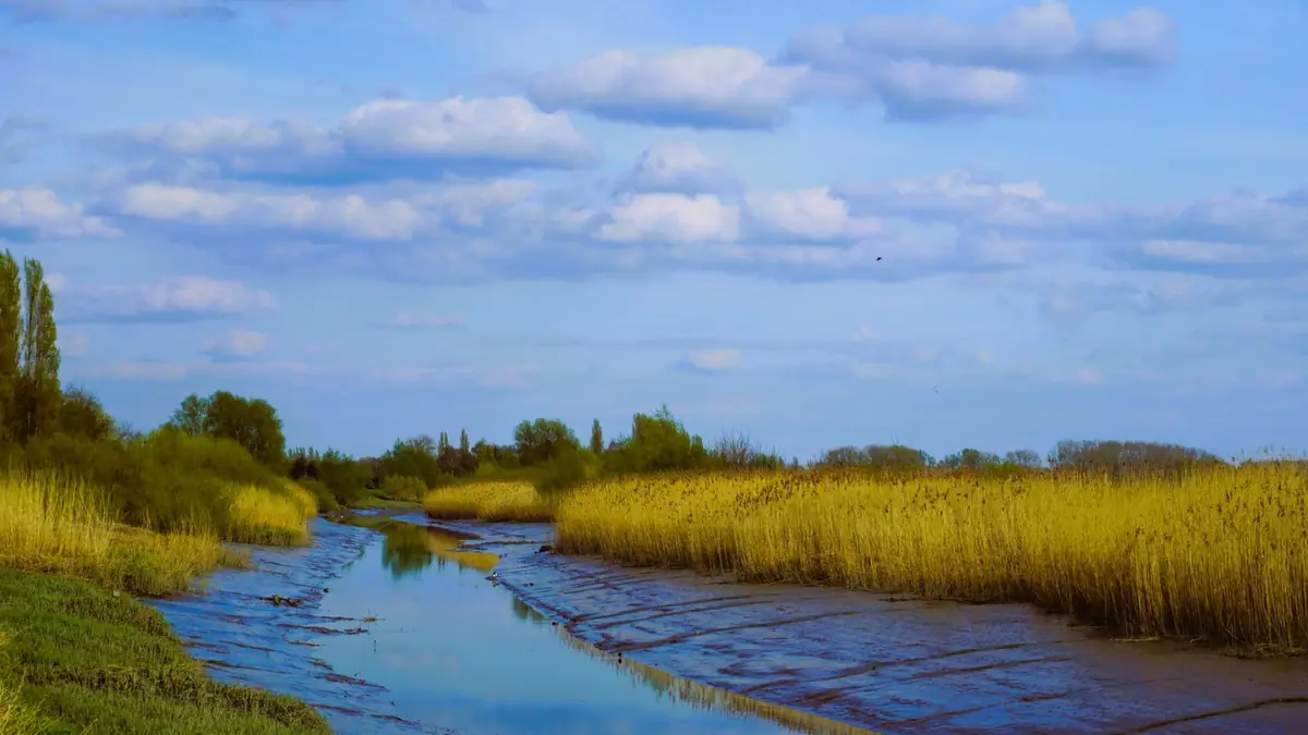 Nat moeraslandschap nabij Gent in Oost-Vlaanderen